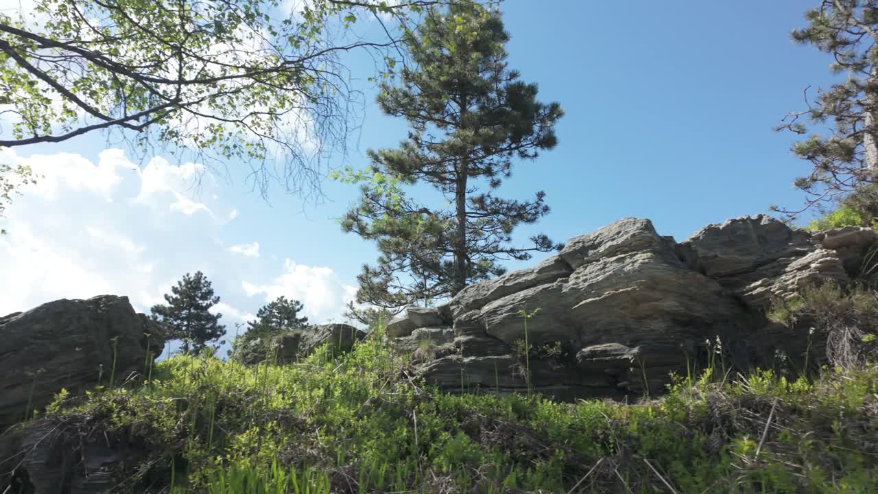 Ripresa cinematografica scorrevole dal basso verso l'alto attraverso alti alberi della giungla, rigogliosi cespugli verdi e terreno roccioso accidentato