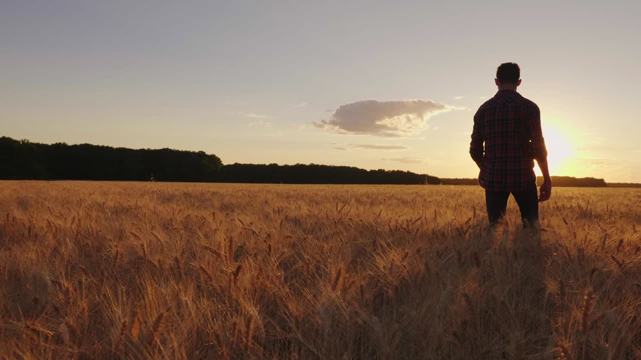 un niño adolescente camina por el campo de trigo al atardecer. video en cámara lenta, vista trasera