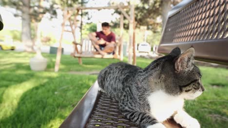 grey stray cat eagerly looks around on bench with a young man sitting in a public park bench in background - static