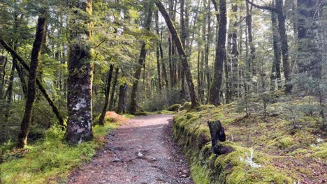 camera glides along a winding hiking path through lush, moss-covered temperate forest with soft, natural daylight and tranquil atmosphere