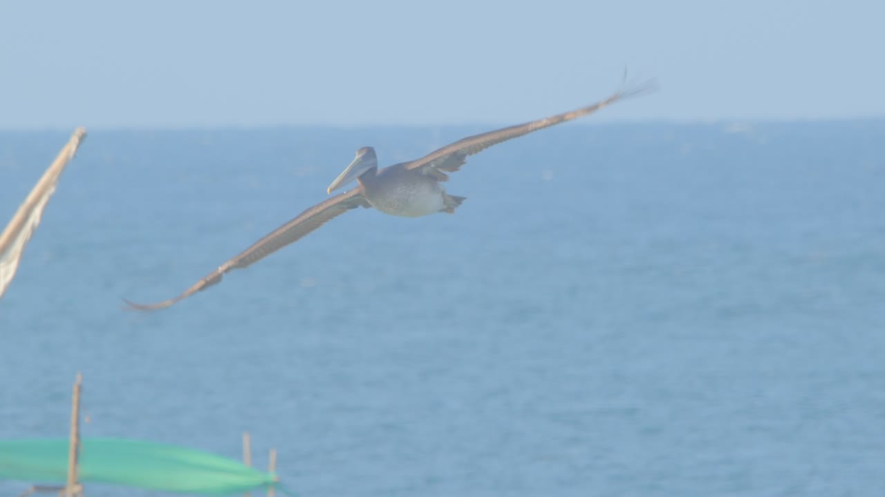 ペルー、ピウラにて、海とボートを背景に向かい風に向かって羽ばたくペルーのペリカン。