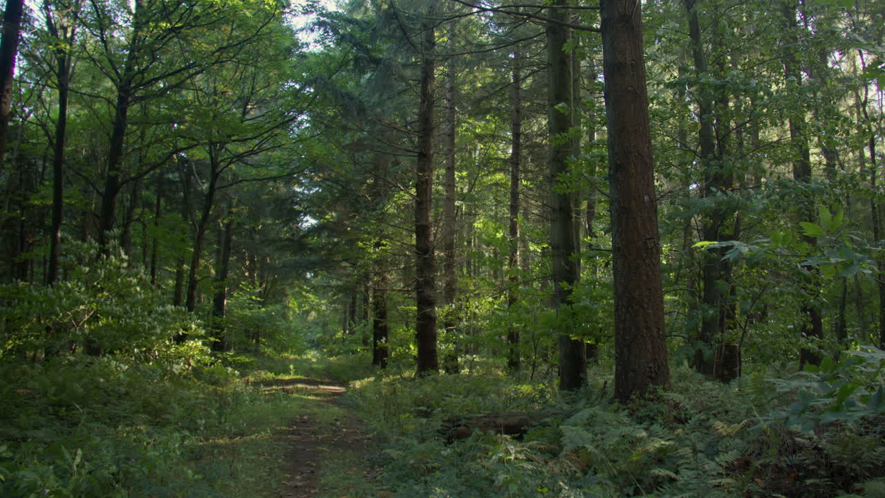 Inquadratura ampia di un sentiero erboso verde a sinistra, con pini nel bosco di Lyminge vicino al parcheggio di Westwood