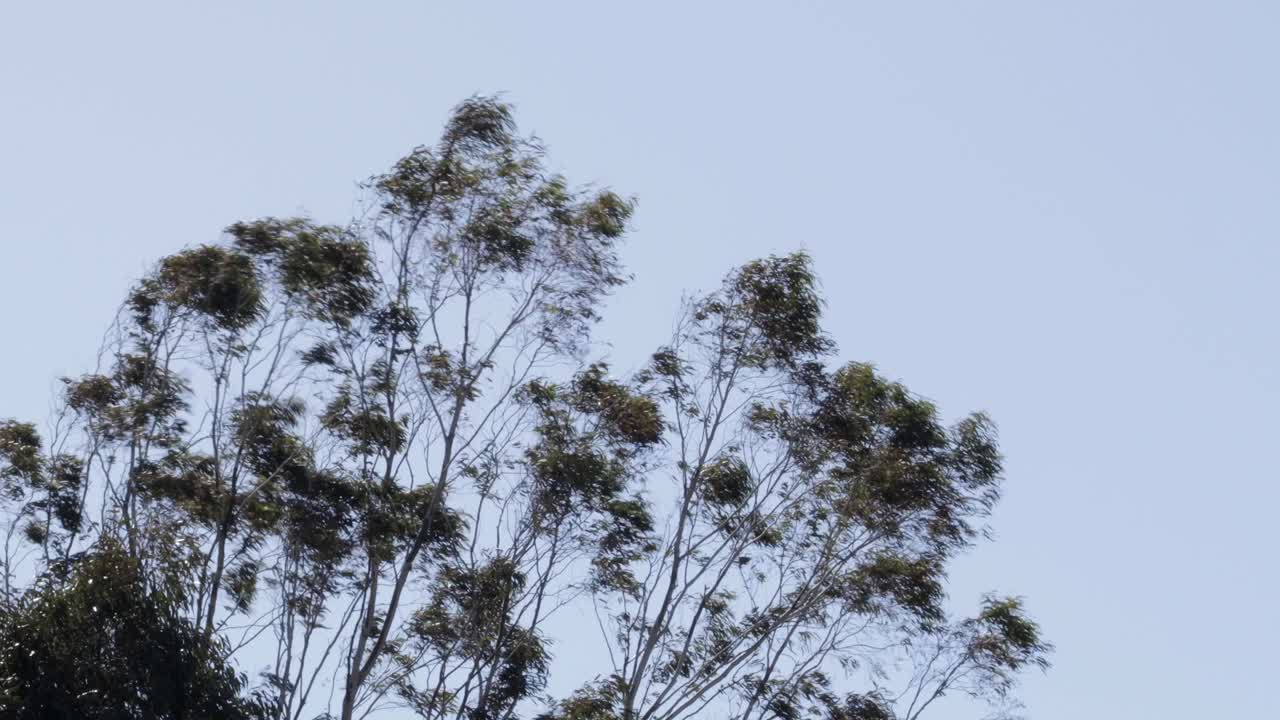 Gum Trees Moving In Strong Wind