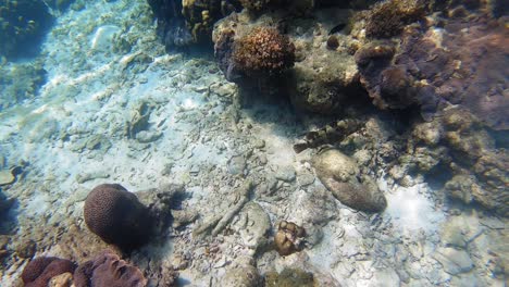 toma submarina de corales y peces nadando en aguas cristalinas del mar de andaman en tailandia