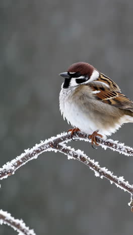 a sparrow perches on a frost-covered branch in winter