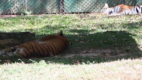 Huge-ferocious-Indian-tiger-sleeping-under-canopy-in-zoological-park