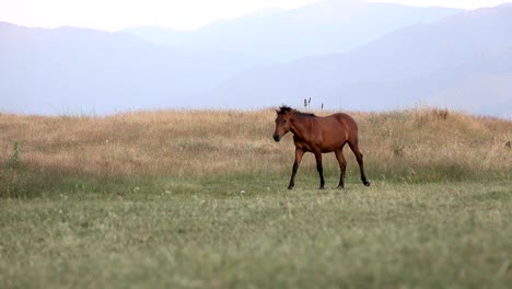 wild horse grazing at grass meadow on high mountain altitude