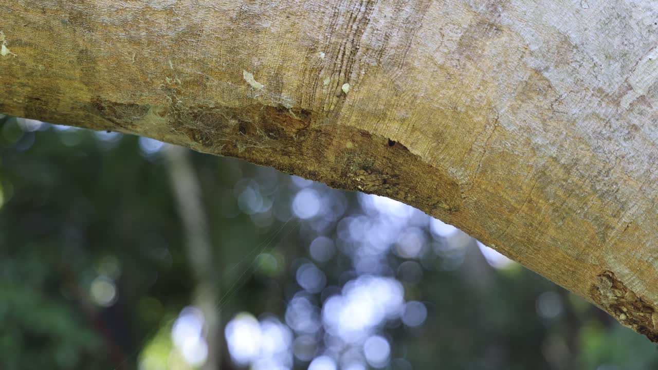 examen detallado de la textura de una rama de árbol