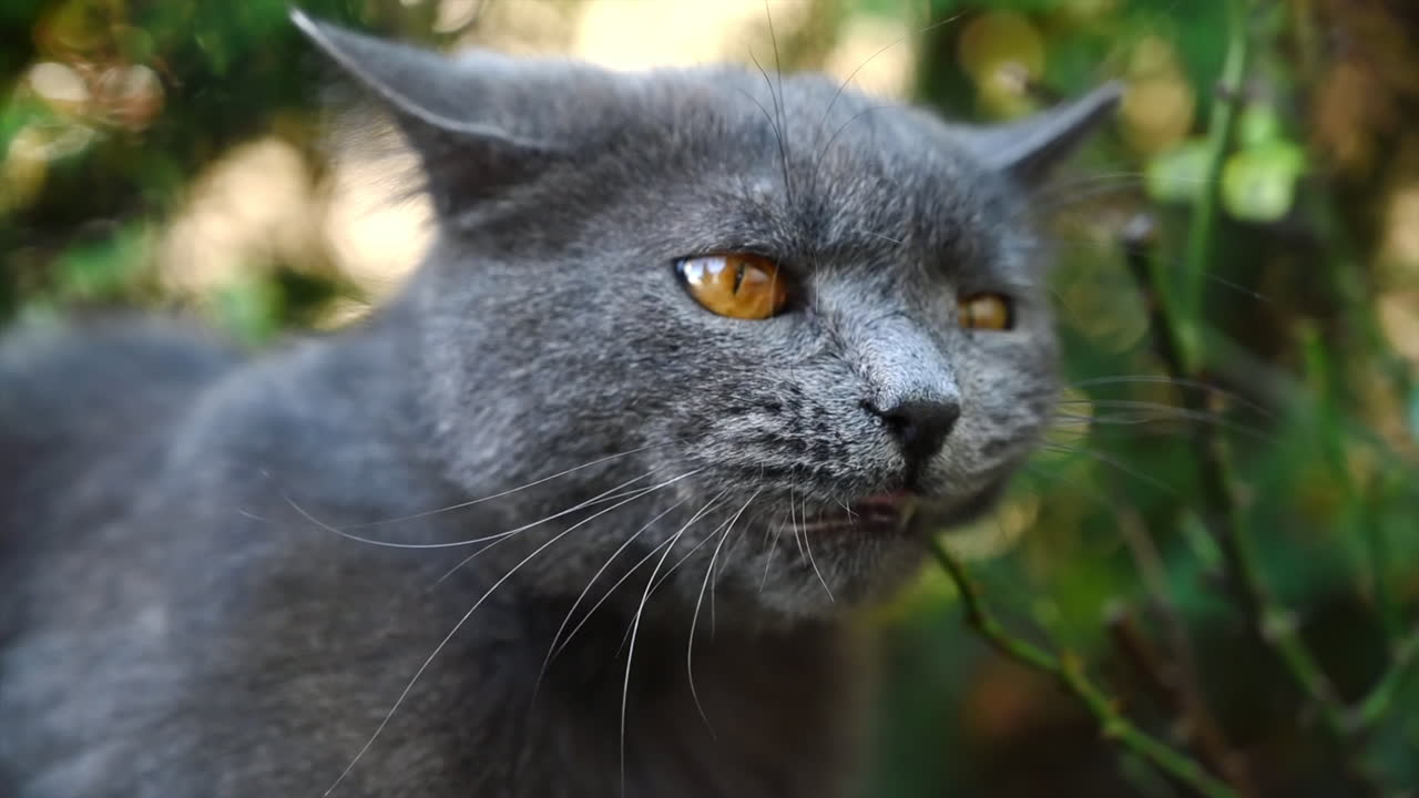 Dark British fold cat playing in the garden and eating a tree branch, slow motion