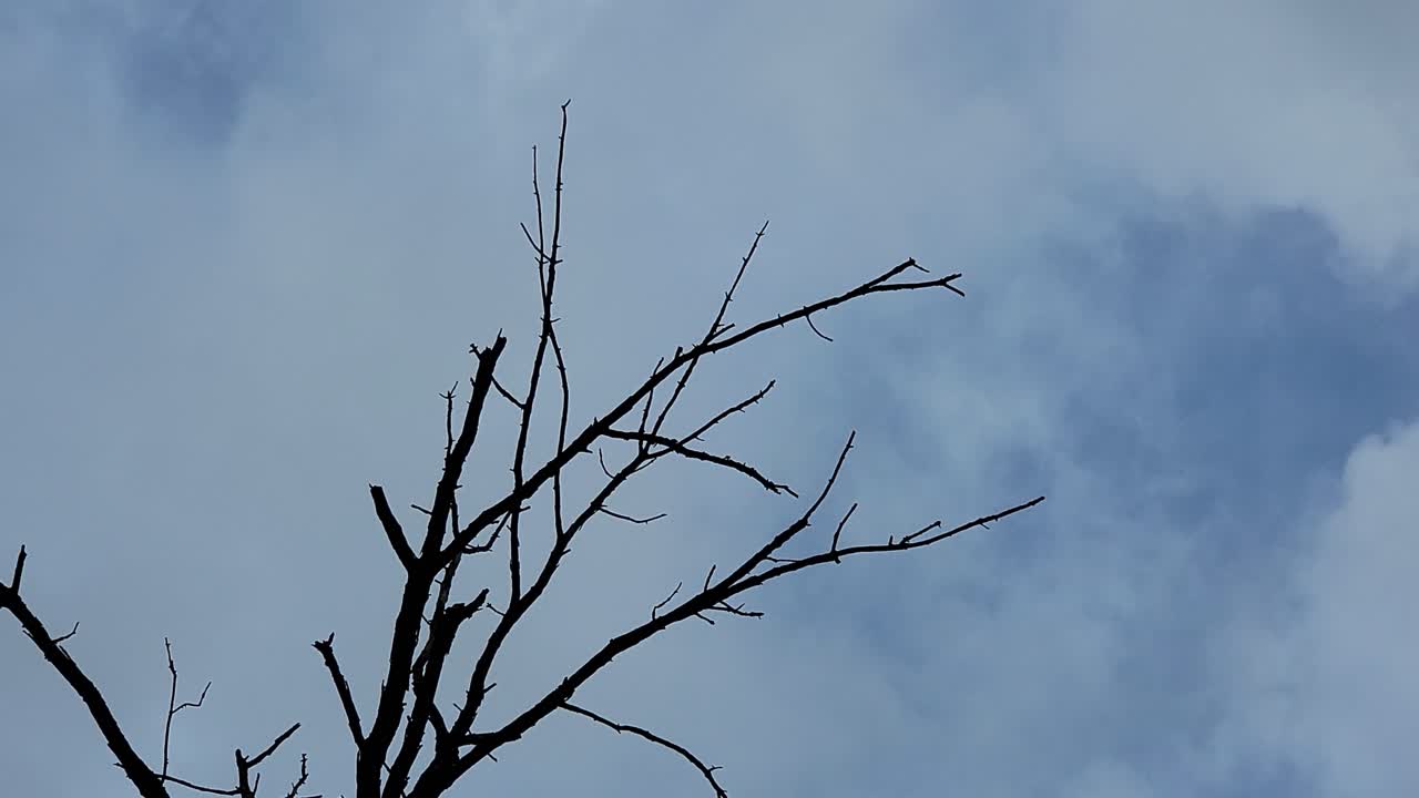 그리고 새벽 하늘의 나무 가지