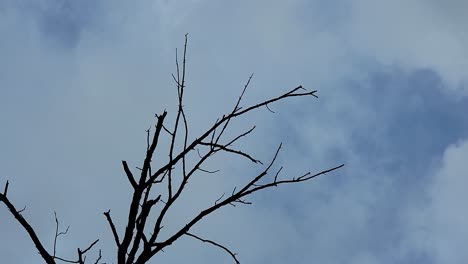 Sky-and-the-Tree-Branch-at-Dawn