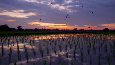sunset over a rice paddy field with dragonflies