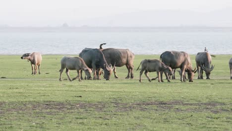 Ruhiges-Grünes-Grasland-Mit-Einer-Büffelherde-–-Ein-Einfangen-Der-Schönheit-Der-Ländlichen-Tierwelt