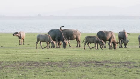 tranquila pradera verde con manada de búfalos - capturando la belleza de la vida silvestre rural
