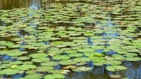 pan of waterlily's on the barwon river, geelong