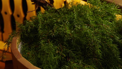juniper plant in a wooden pot