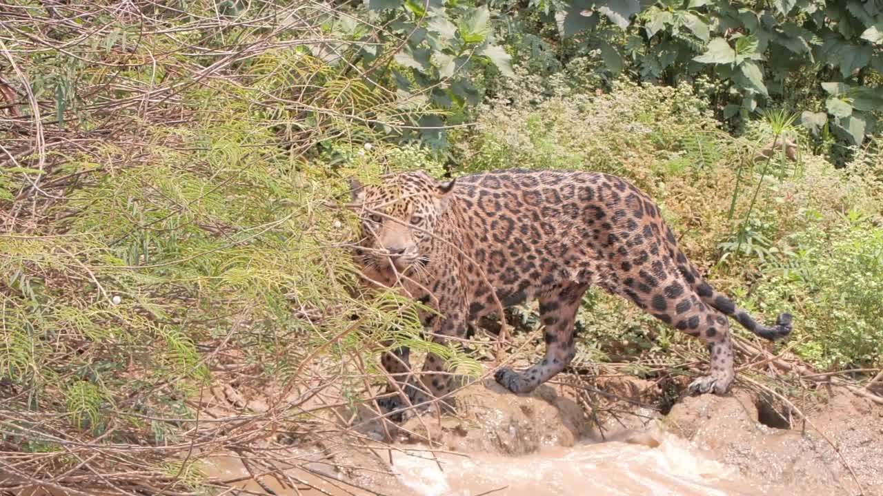 jaguar en la orilla del río mirando a su alrededor, ondas de agua.