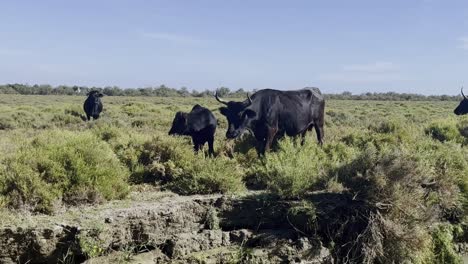 El-Buey-Come-Sombrero-Con-Un-Animal-Joven-En-La-Pradera-En-La-Naturaleza-En-Francia-En-Una-Reserva-Natural-Del-Río.