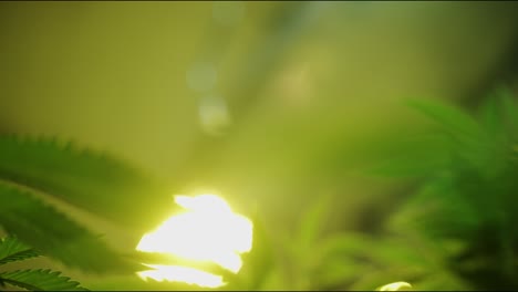 marijuana leaves lit by sunlight in grow room