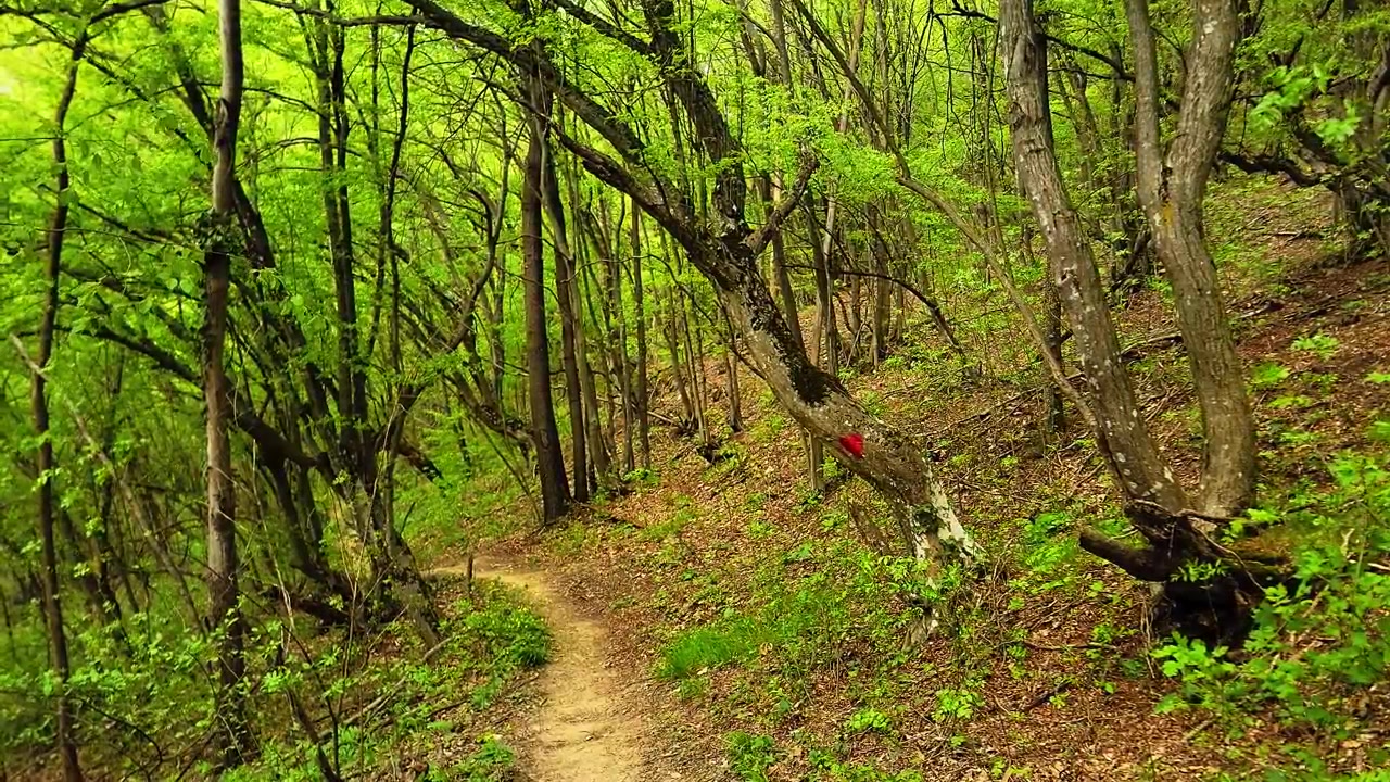 Beautiful path in the forest
