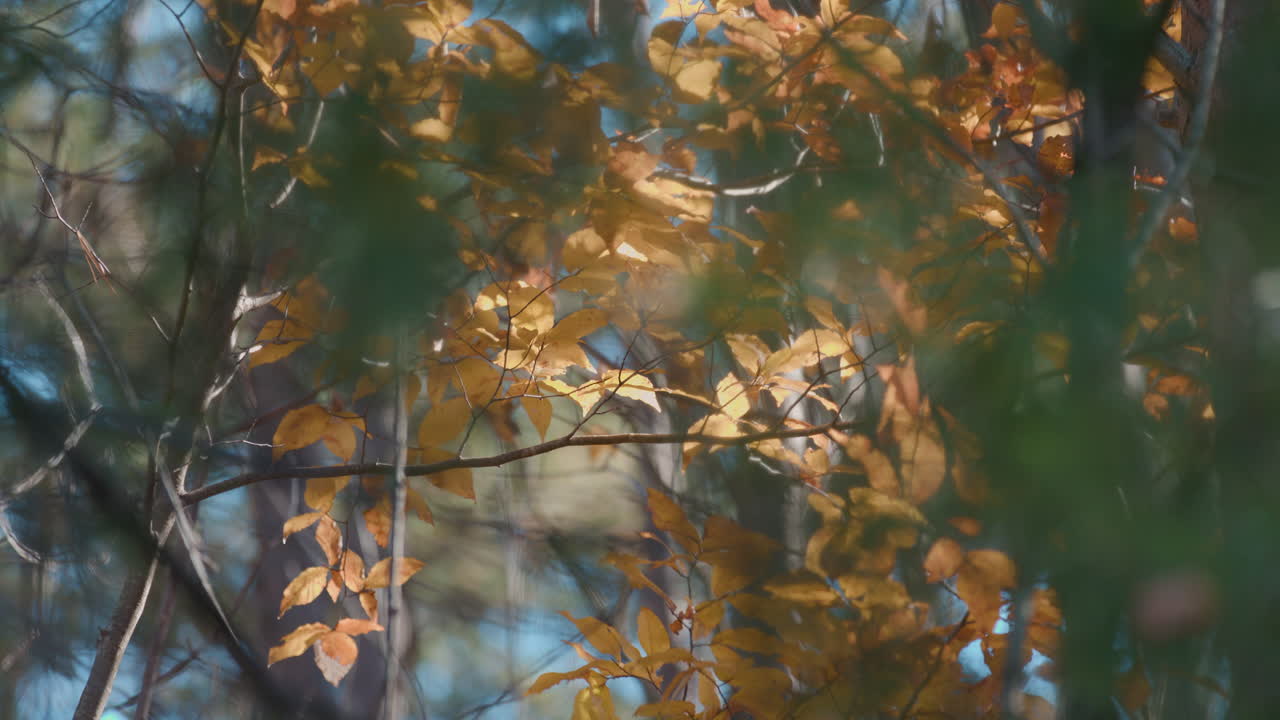 bosque en otoño con hojas y agujas de pino