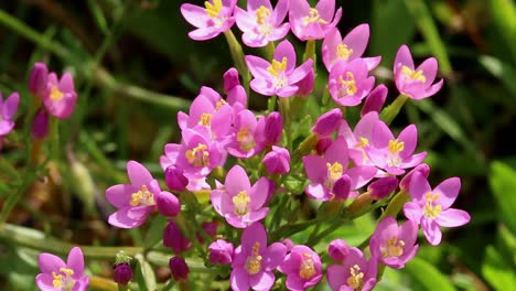 common centaury, centaurium erythraea, in flower