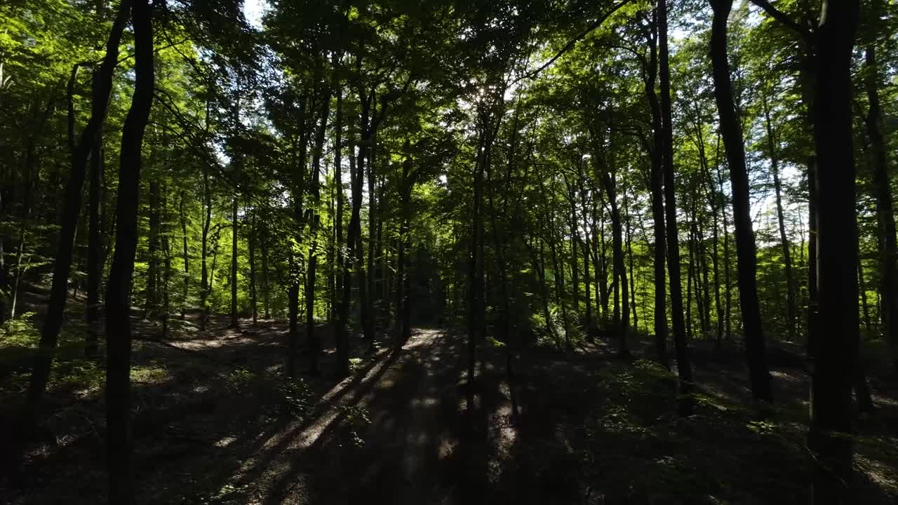어두운 숲 안의 빽빽한 나무 잎사귀에서 엿보는 햇빛