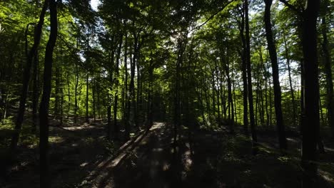 peeking sunlight in dense tree foliage inside dark forest