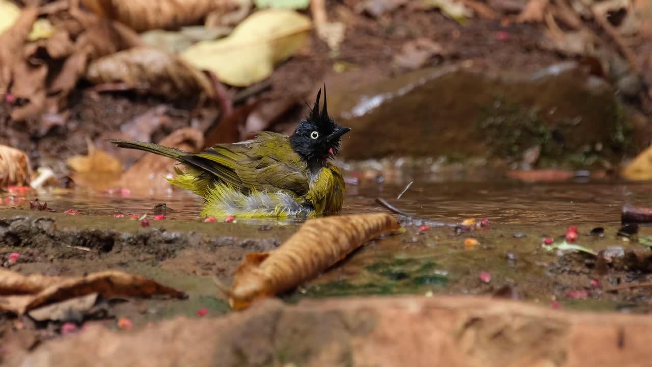 bañándose y mirando a su alrededor mientras la cámara se aleja, bulbul de cresta negra pycnonotus flaviventris johnsoni, tailandia