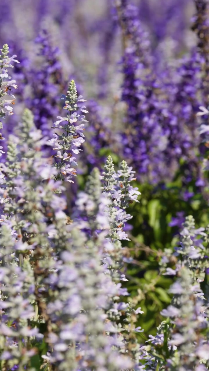 Primo piano di un campo di fiori simili alla lavanda che si muove dolcemente alla luce del sole, con profondità di campo ridotta e movimento di camera morbido