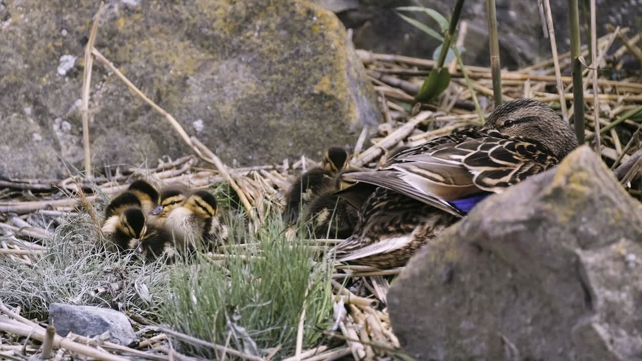 pequeños patos y su madre descansando en paz cerca de la orilla de la terminal de ferry de zamardi