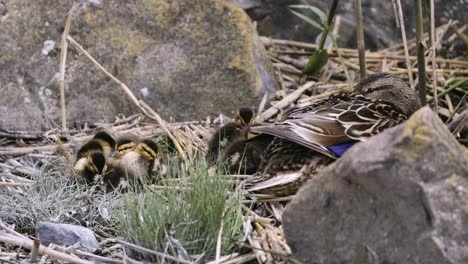 young little ducks and their mom resting peaceful near the shore of zamardi ferry terminal