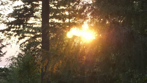 bright and dazzling sun during sunset behind the trees in the forest