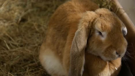 rabbit breed ram large gray rabbit old rabbit rabbit breed ram large gray rabbit old rabbit