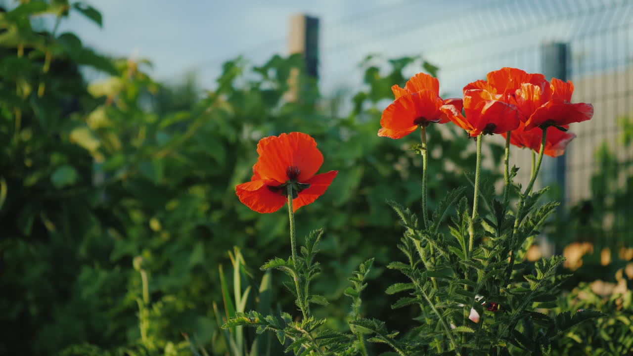 빨간 양귀비 덤불이 마을의 여름 장면을 피운다 4k 비디오