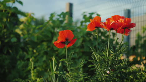 un arbusto de amapolas rojas florece escena de verano en el pueblo 4k video