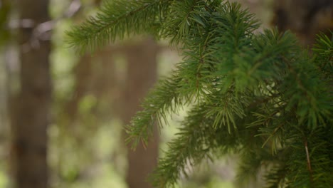 Experimente-El-Relajante-Encanto-De-Las-Ramas-De-Pino-En-Movimiento-Acariciadas-Por-El-Viento,-Creando-Un-Sereno-Espectáculo-Natural.