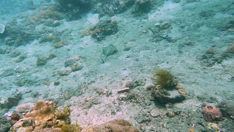 Una-Rara-Mantarraya-De-Manchas-Azules-De-Kuhl-En-Solitario-Nadando-Y-Brillando-En-Un-Océano-Cristalino-En-El-Triángulo-De-Coral-En-Timor-leste,-Sudeste-De-Asia