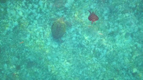 Aerial-flight-over-clear-turquoise-ocean-and-two-turtles-in-Mabul,-Malaysia