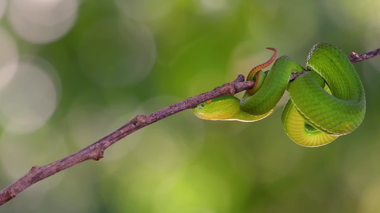 la víbora de labios blancos es una víbora venenosa endémica del sudeste asiático y a menudo se encuentra durante la noche esperando en una rama o rama de un árbol cerca de un cuerpo de agua con muchos alimentos