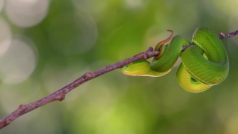 la víbora de labios blancos es una víbora venenosa endémica del sudeste asiático y a menudo se encuentra durante la noche esperando en una rama o rama de un árbol cerca de un cuerpo de agua con muchos alimentos