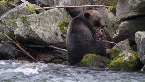 oso pardo hambriento en las rocas del río tira filetes de salmón, comiendo