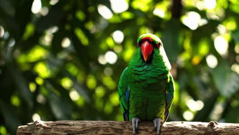 green parrot perched on a branch in lush foliage