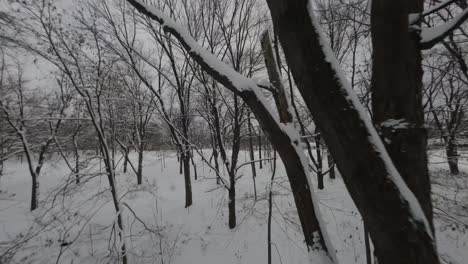 fpv flight through the leafless branch of trees at mount royal park during winter. - aerial shot