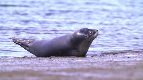 individuo de una especie de foca común tumbado en posición de plátano en la playa mientras levanta la cola