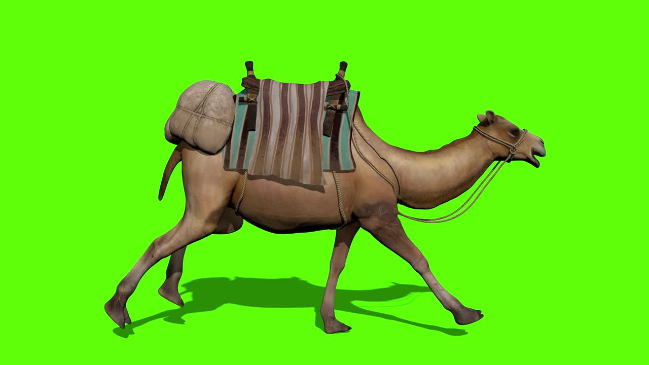 낙타 카라반이 녹색 화면 배경에서 고 있습니다.