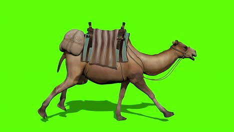 la caravana de camellos camina en el fondo de la pantalla verde.