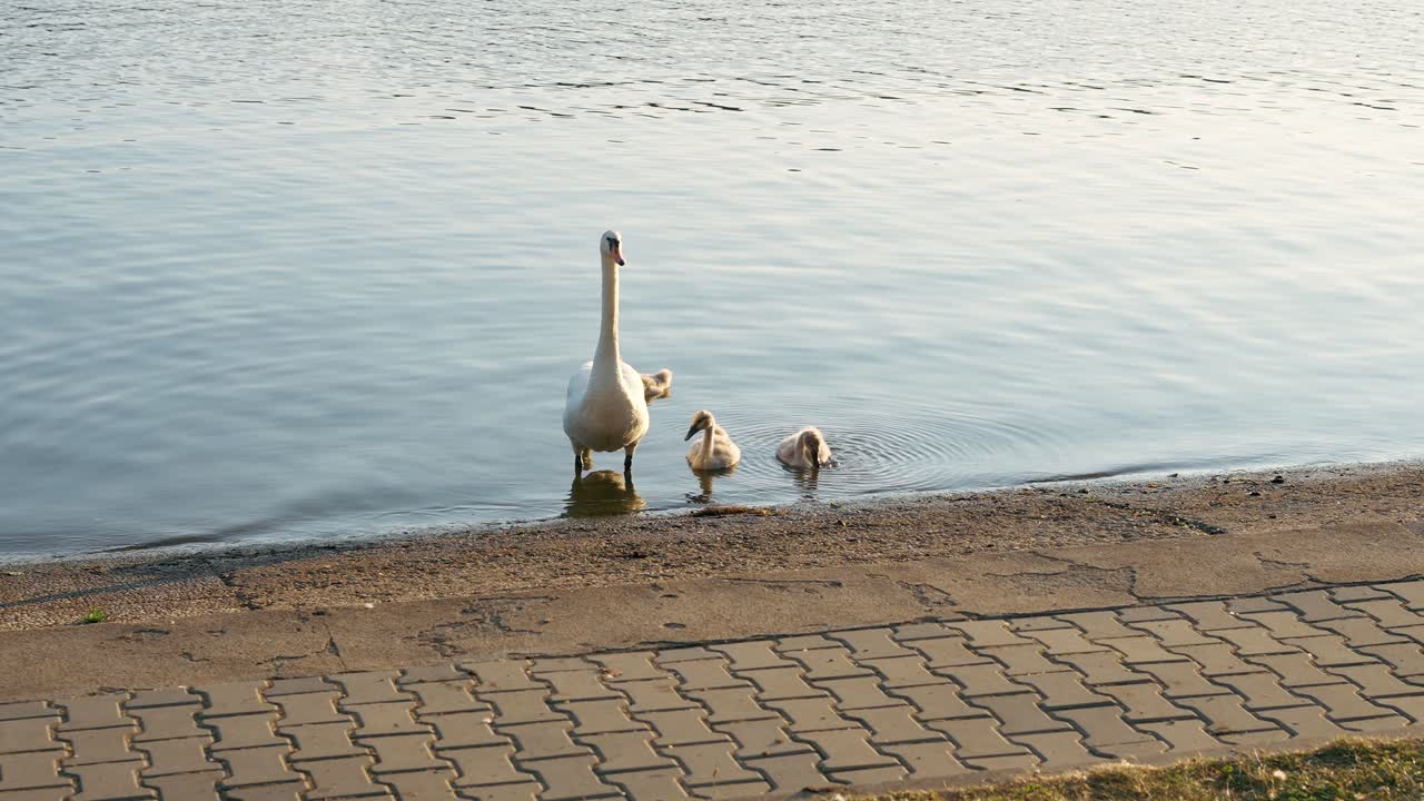 A swan with young stands guard at the water's edge from danger on a sunny day
