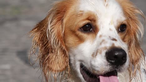 primer plano de un cocker spaniel mojado