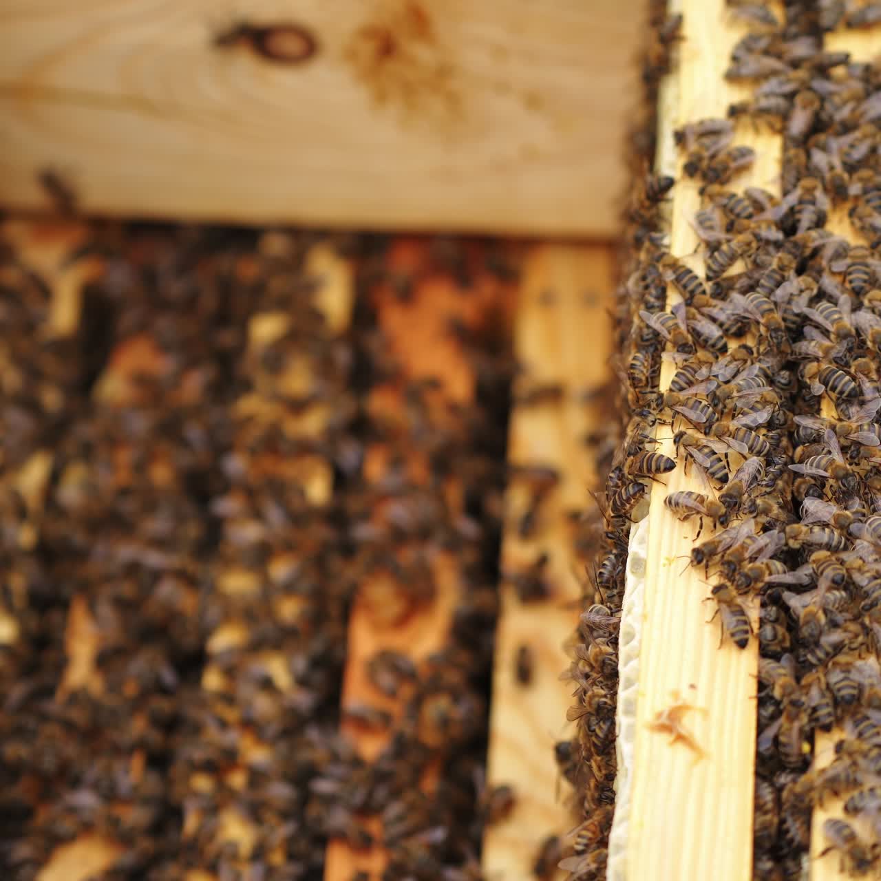Big wooden box with small planks surrounded with many bees. Selective focus on hive. New apiary in green meadow